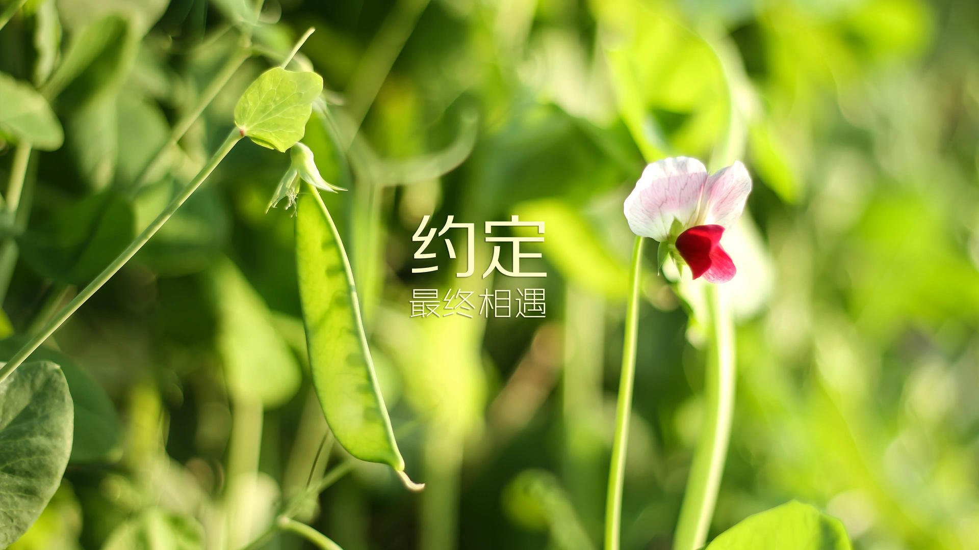 地方足球赛事运营是否具备专业水平，足球运营是什么