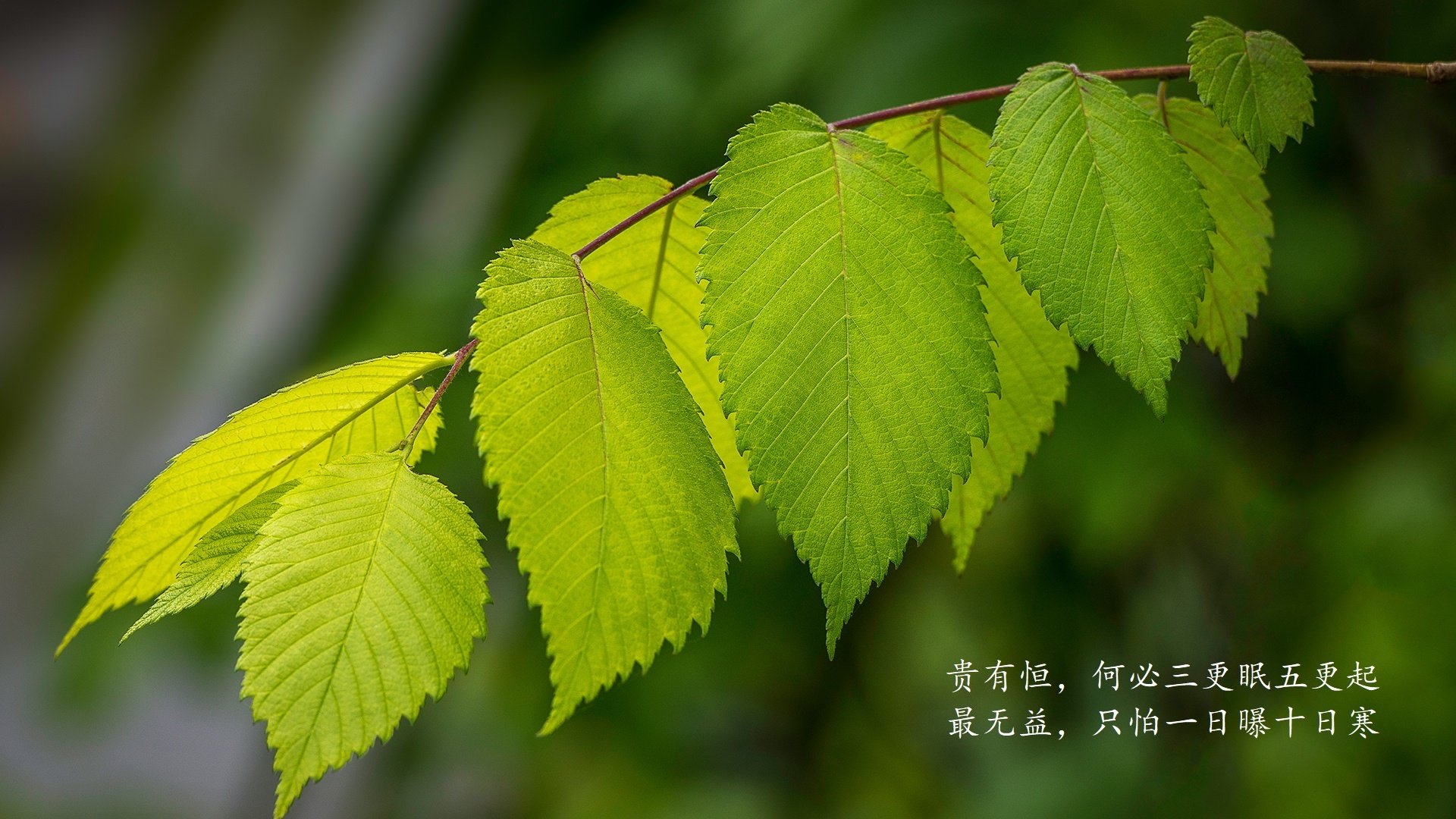 朗斯主场被尼斯逼平，保持主场不败纪录，朗斯vs圣埃蒂安聚胜顽球汇
