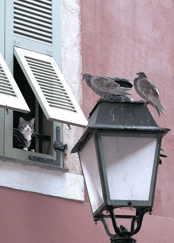 NBA联盟全球化战略与市场拓展,nba全联盟球队最新排名榜