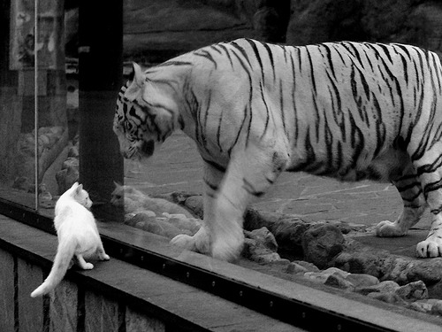 NBA球队防守策略演进,nba的防守规则