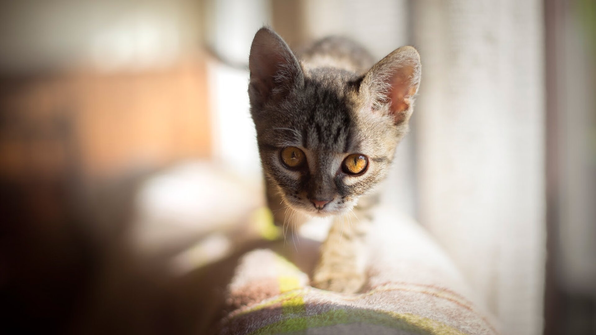 德甲青训项目视觉注意力训练提升空间感知能力