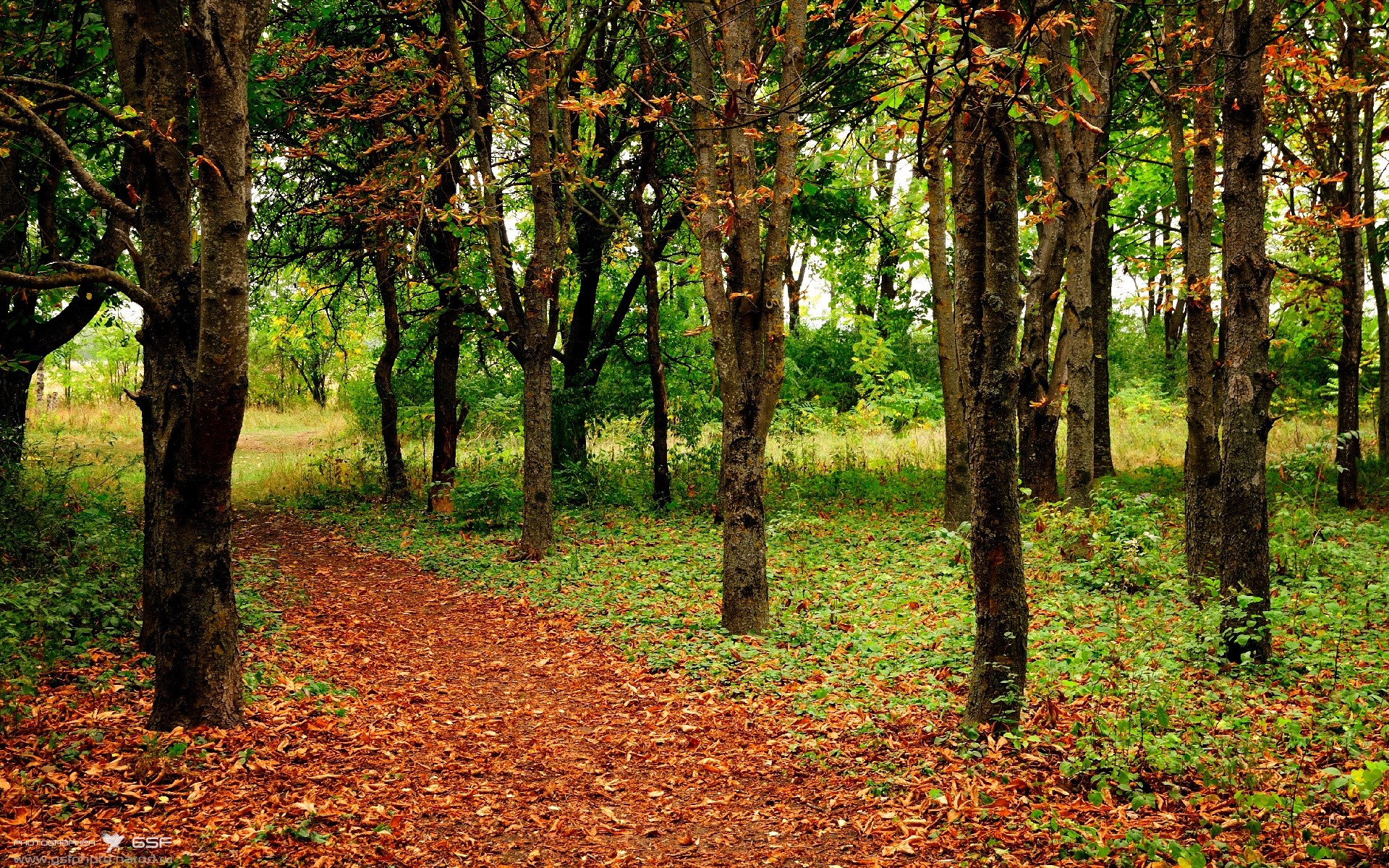 国际乒联混合团体世界杯:罗马尼亚队能否迎来突破性发展,罗马尼亚乒乓球运动员男