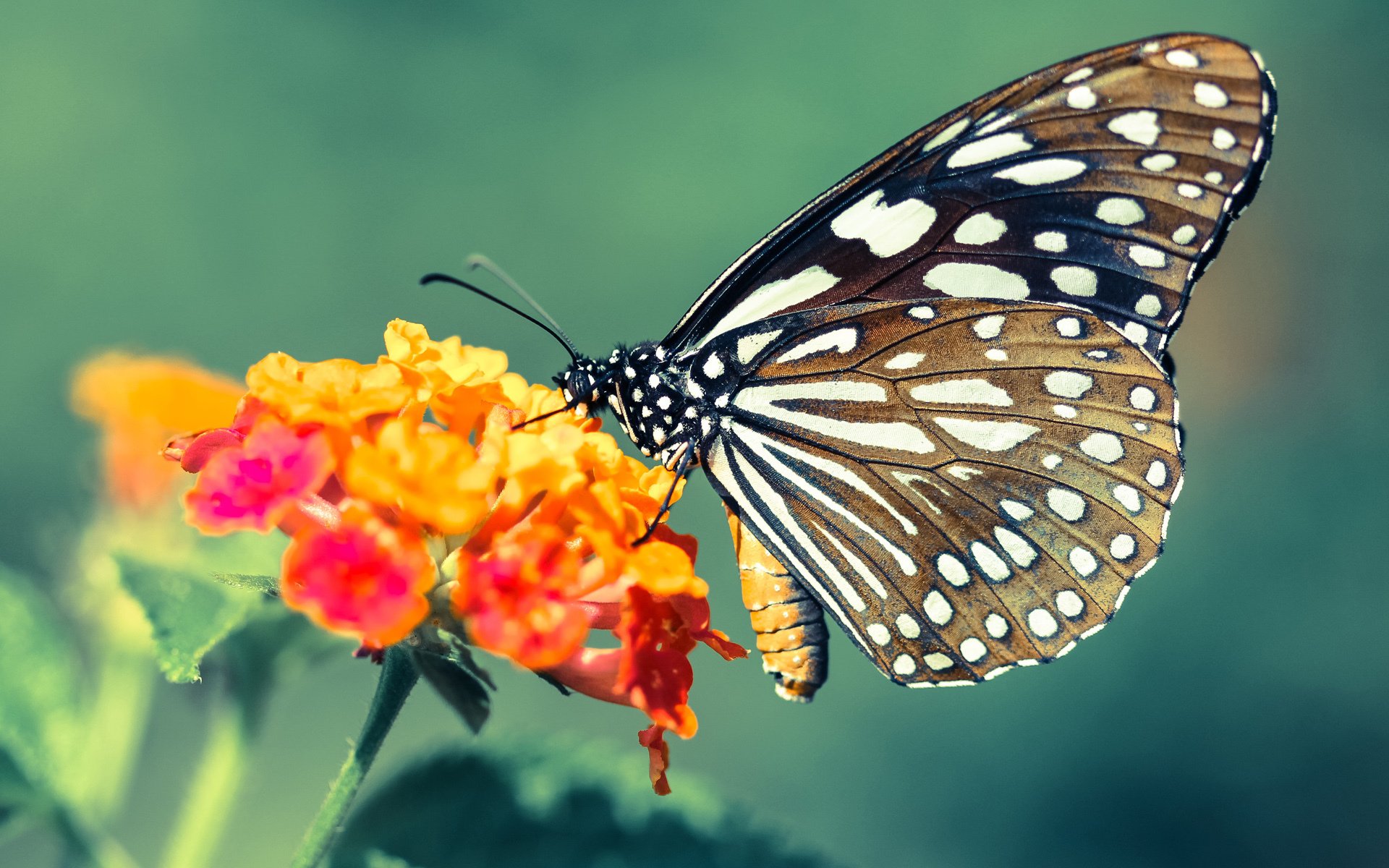 女运动员在竞技体育中面临的挑战,今天依然存在的女性参与体育的障碍有哪些