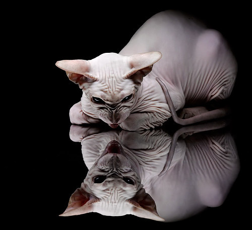 九游用户空间-“费尔南多·比亚尔巴：美洲狮队进攻的心脏，未来无限可能”