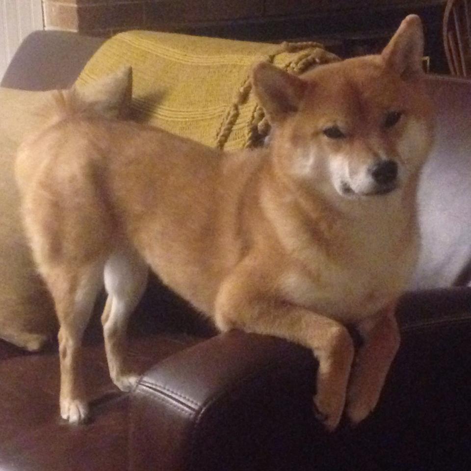 世界杯惊天逆转：奇迹瞬间点燃全场！，世界杯的惊喜