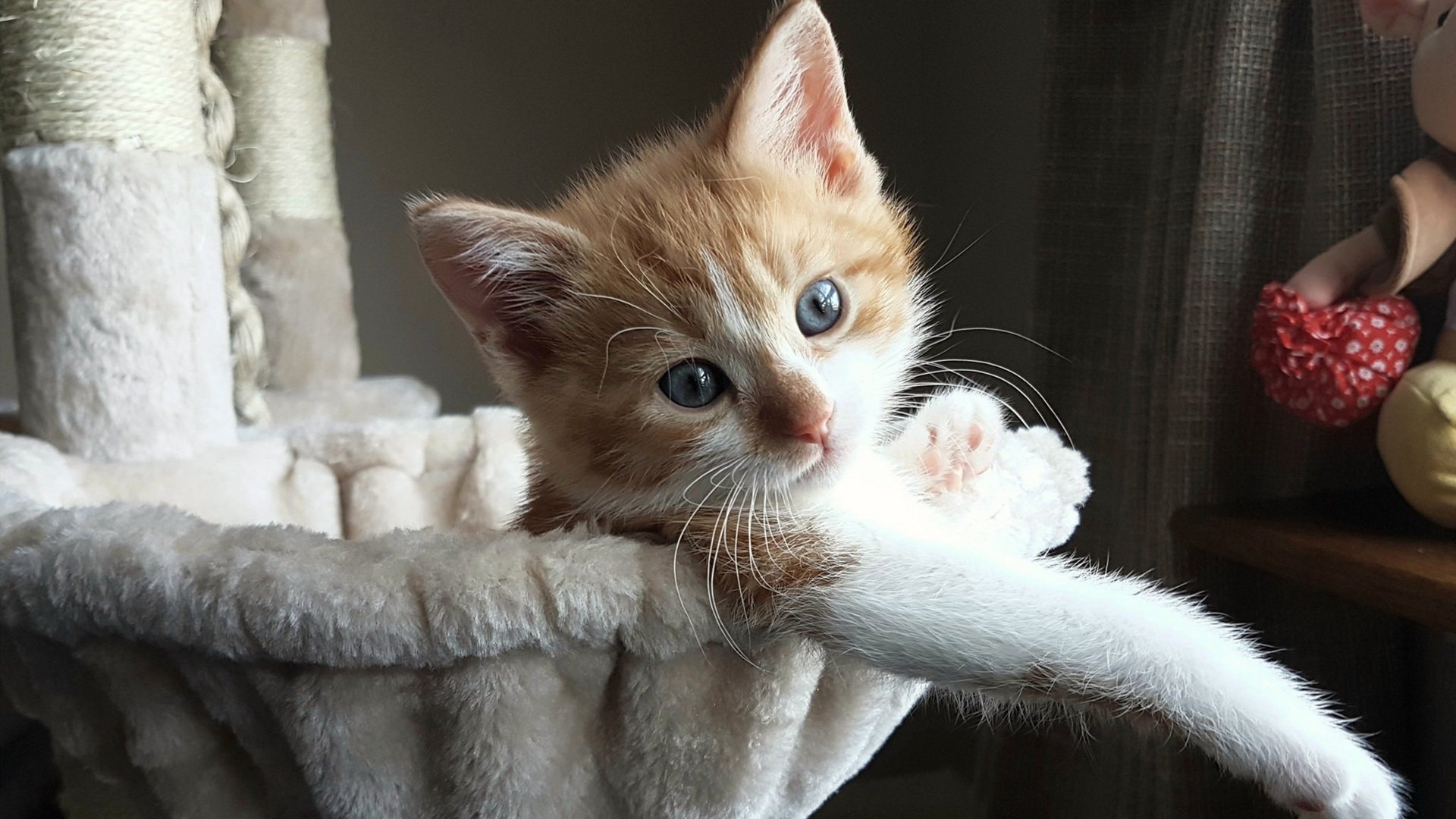 南美青年篮球锦标赛，阿根廷队青春洋溢，期待新一轮荣耀，南美足球赛事阿根廷