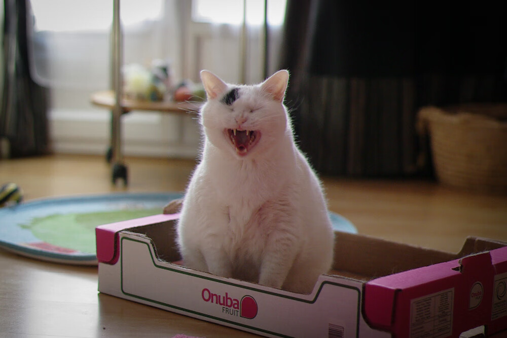 Jiu You-意甲战役火爆：攻防精彩不断，比分胶着，意甲比分500网