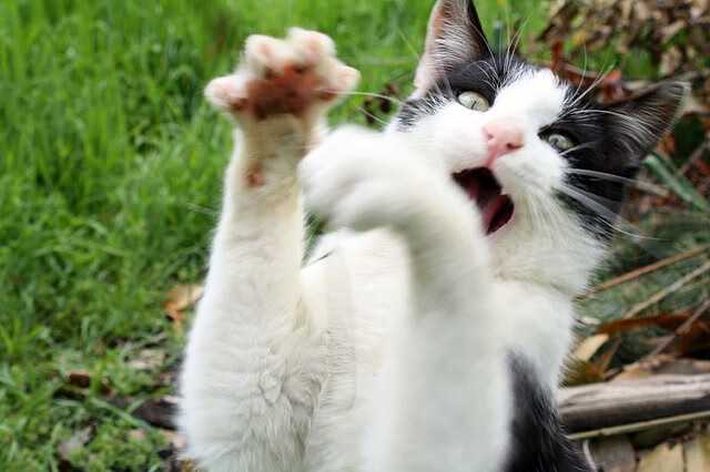 曼联中场组合渐入佳境备战升级，在曼联效力过的中场球员