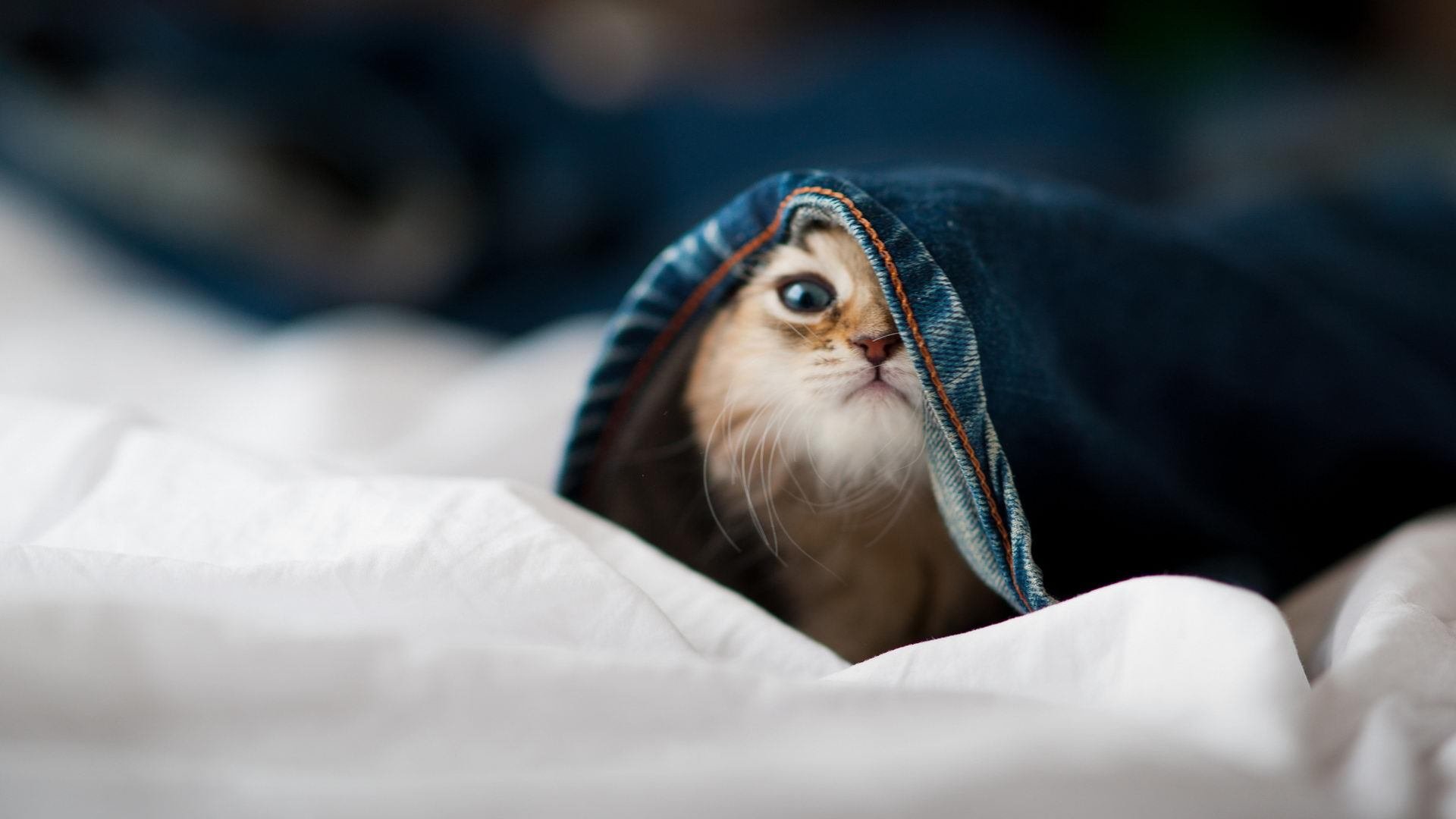 电竞赛事转播技术升级引领高清体验，电竞转播技术招聘